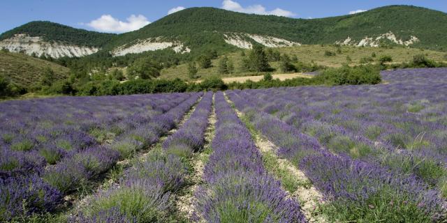 Drôme provençale : champs de lavande