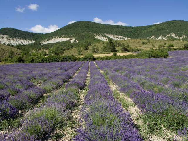 drome-lavande.jpg