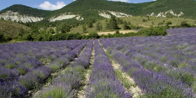 Lavendel - Villefranche-le-Chteau 03