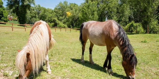 Gite verhuur last minute dorp Parc Cheveaux