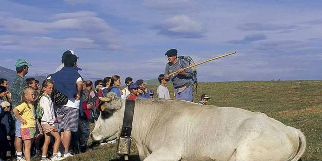 Vermietung Ferienhaus Ariege Urlaub Ariege Sehenswürdigkeiten Freizeit Wandern Weiden Kuh Urlaub Sommer Ariege 10