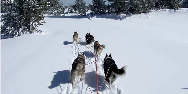 Vermietung Ferienhaus Ferienwohnungen Ariege Tourismus Wintersport Schnee Schlittenhunde Abenteuer Basis Angara