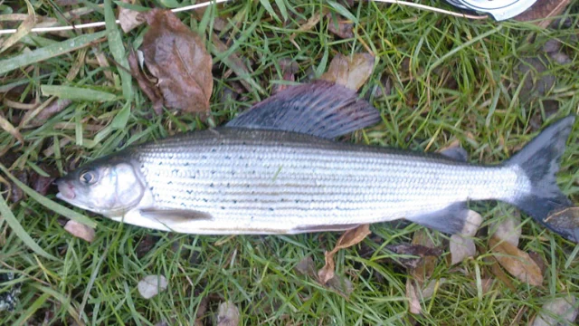 Gite De Peche Poisson