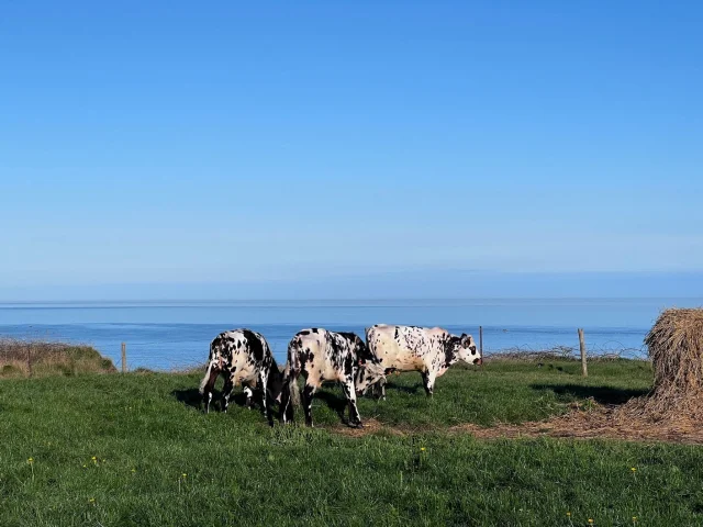 Normandie Seine Maritime Tourismus Champ Vaches Bord De Mer
