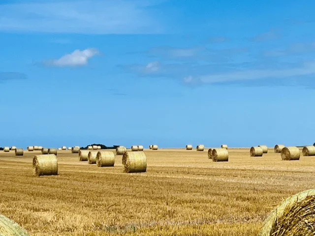 Normandie Seine Maritime Tourismus Felder Stroh Sommer Ernte Ble Landschaft Landwirtschaft
