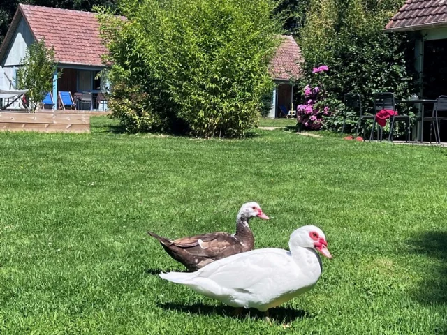 Feriendorf Pre Marin 07 Parc Canards