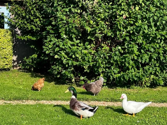 Feriendorf Pre Marin 08 Parc Canards