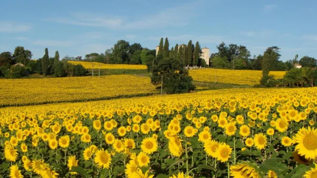 Location Vacances Gers Paysage Champs Tournesols Grazimis