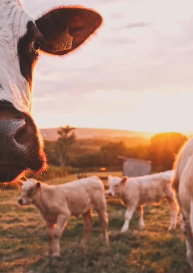 Ferienwohnungen Hauts De France Somme Landleben Kühe