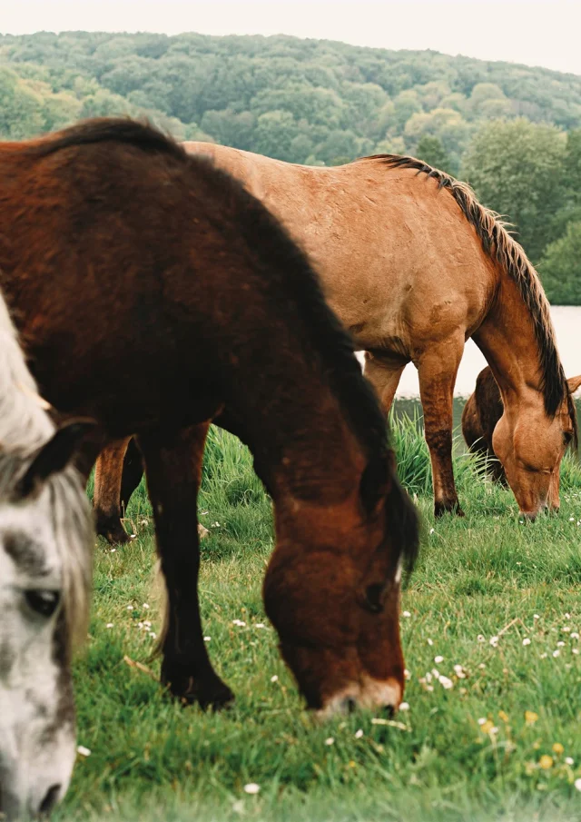 Ferienwohnungen Hauts De France Somme Reiten