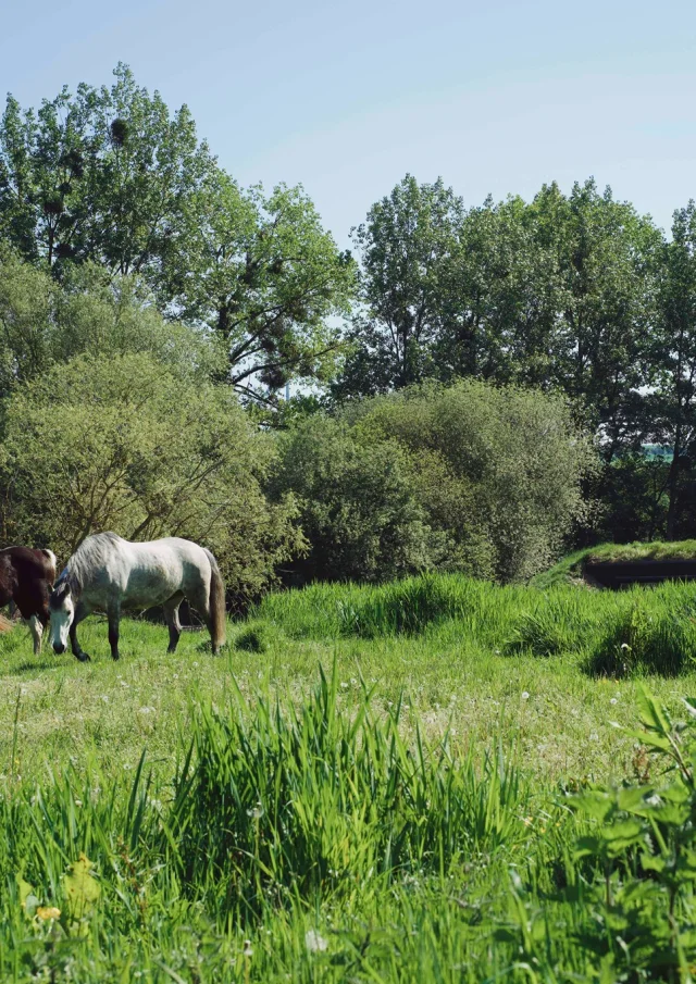 Ferienwohnungen Hauts De France A La Campagne Chevaux