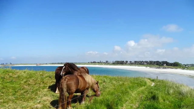 Reservieren Ferienhaus Ferienwohnung Ferienhäuser Finistere Ploudalmezeau Strand Pferde
