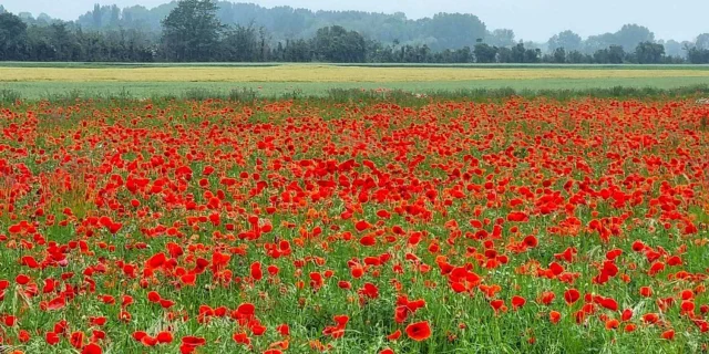 Reserver Gite Location Vacances Gites Saint Valery Sur Somme Coquelicots