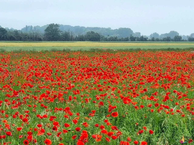 Book Holiday Gite Saint Valery Sur Somme Coquelicots