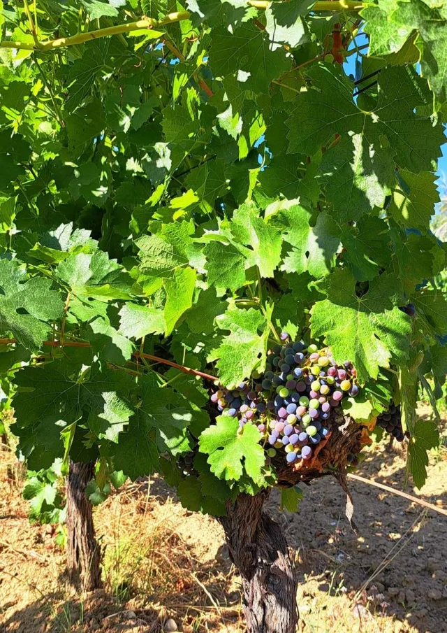 Vermietung Ferienwohnungen In Der Provence Vaucluse Weinberge Ete Raisins 9 16e