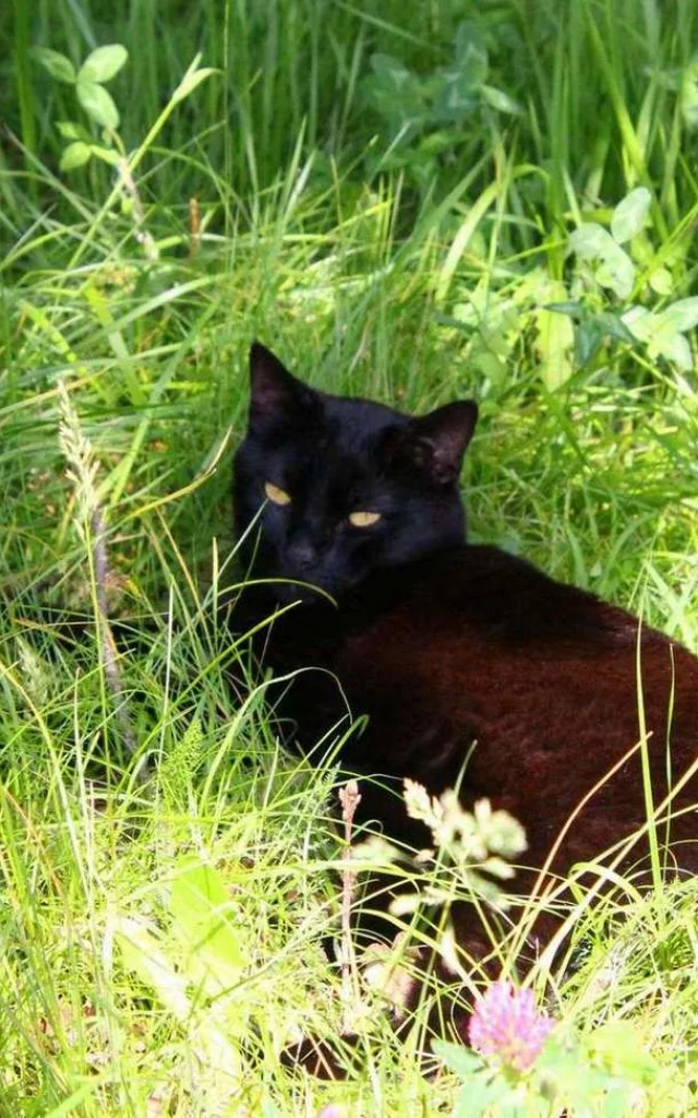 Vermietung Ferienhaus Frankreich Ferienwohnung Haustier akzeptiert Schwarze Katze in Lherbe