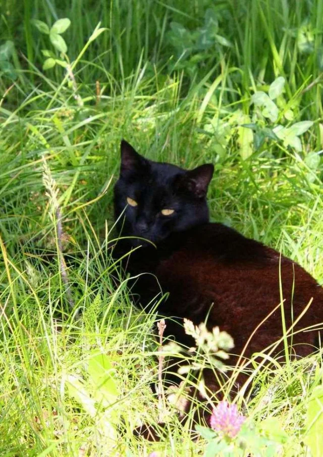 Vermietung Ferienhaus Frankreich Ferienwohnung Haustier akzeptiert Schwarze Katze in Lherbe