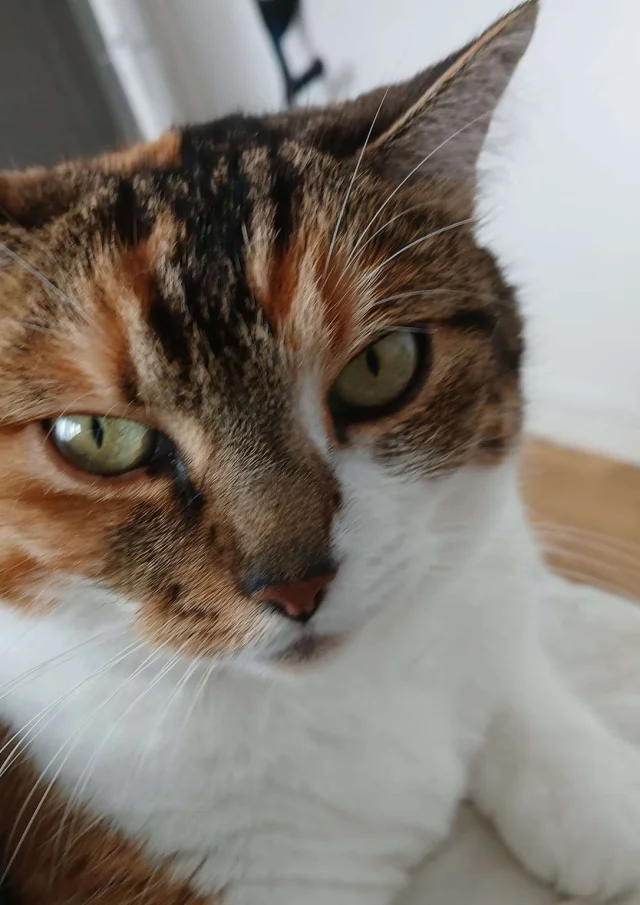 Vermietung Ferienhaus Frankreich Ferienhäuser Haustier erlaubt Katze friedlich