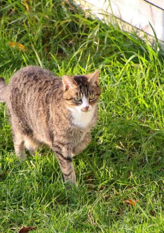 Vermietung Ferienhaus Frankreich Ferienwohnung Haustier erlaubt Katze sauber