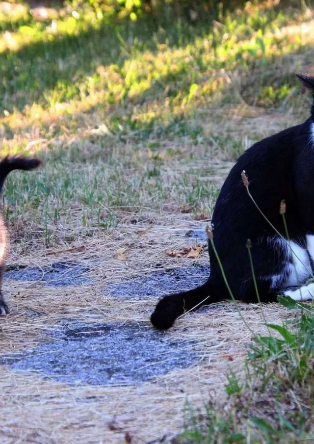 Vermietung Ferienhaus Frankreich Ferienwohnung Haustier erlaubt Katzen Auf dem Land