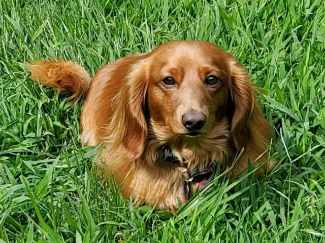 Vermietung Ferienhaus Frankreich Ferienwohnung Haustier erlaubt Hund im Garten