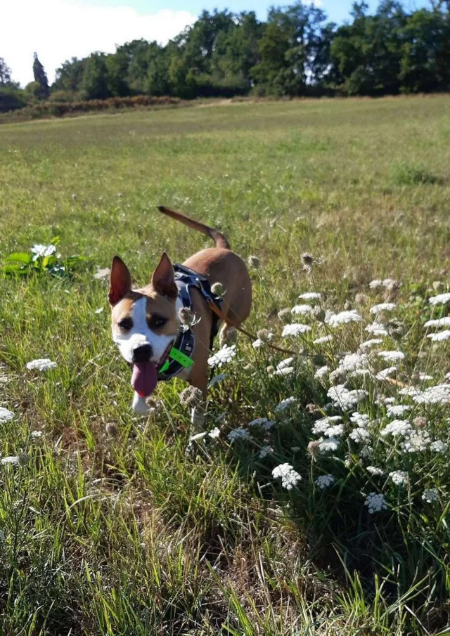 Vermietung Ferienhaus Frankreich Ferienwohnung Haustier akzeptiert Hund In Einem Blumenfeld