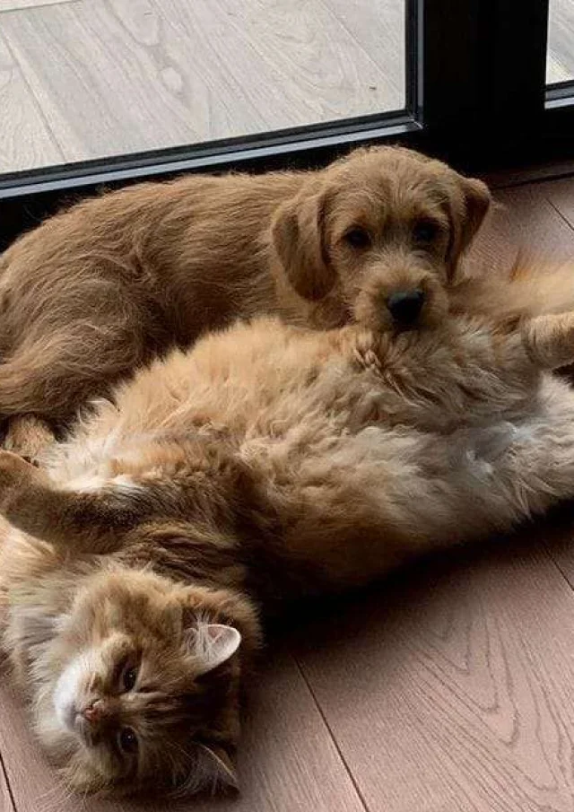 Vermietung Ferienhaus Frankreich Ferienhäuser Haustiere erlaubt Hund Und Katze Spielgefährten