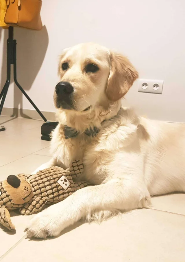 Vermietung Ferienhaus Frankreich Urlaub Haustier akzeptiert Hund Golden