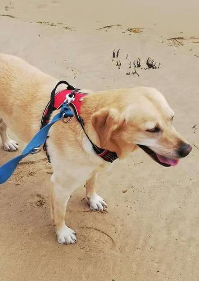 Vermietung Ferienhaus Frankreich Ferienwohnung Haustier erlaubt Hundfreundlich Strand Normandie
