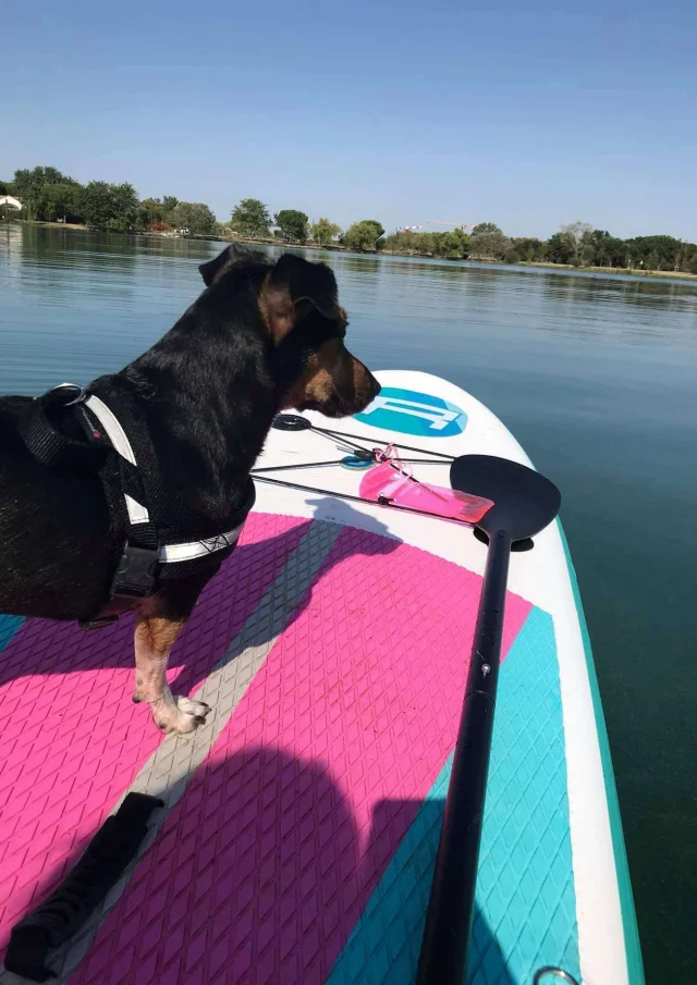 Vermietung Ferienhaus Haustierfreundlich Hund Im Urlaub