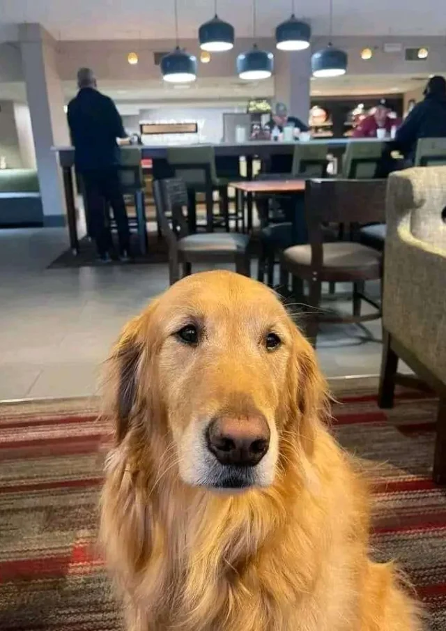 Vermietung Ferienhaus Haustierfreundlich Hund Freundlich