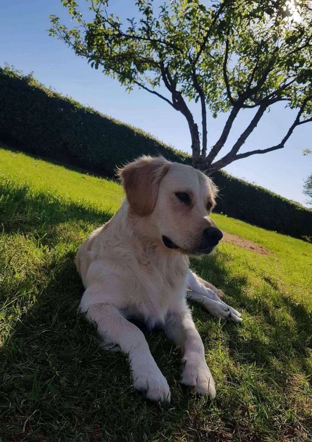 Vermietung Ferienhaus Ferienhaus Haustierfreundlich Hund Golden Retriever Sauber Und Brav