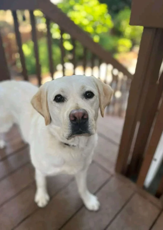 Vermietung Ferienhaus Ferienhaus Haustiere erlaubt Hund Labrador Sage