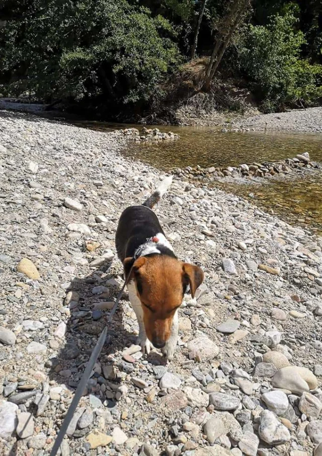 Vermietung Ferienwohnung Ferienhaus Haustiere erlaubt Hund Urlaub Gorges Du Tarn