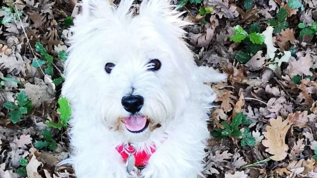 Location Gite Vacances Acceptant Les Animaux Chien Westie