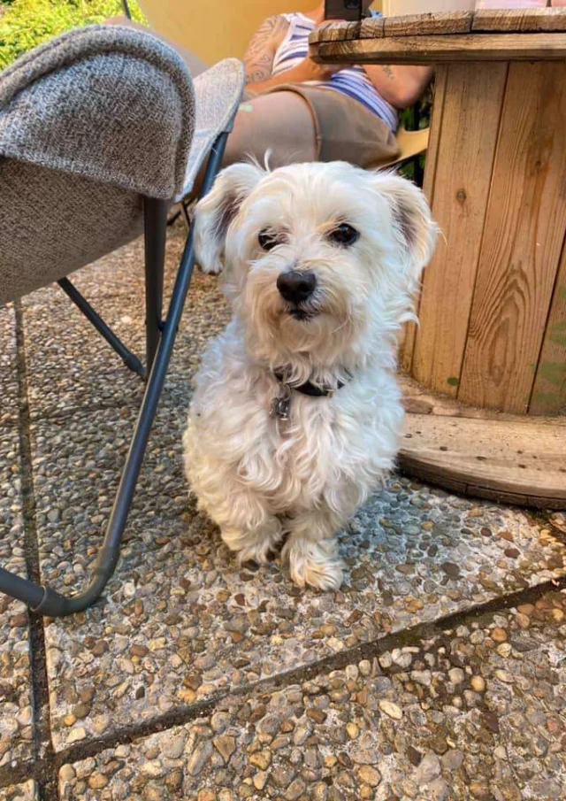 Vermietung Gite Ferienwohnungen Haustiere erlaubt Kleiner Hund akzeptiert In Gite