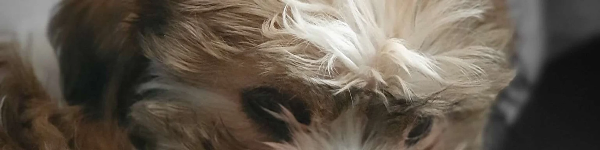 Vermietung Gite Ferienhäuser Haustiere erlaubt Kleiner, freundlicher Hund