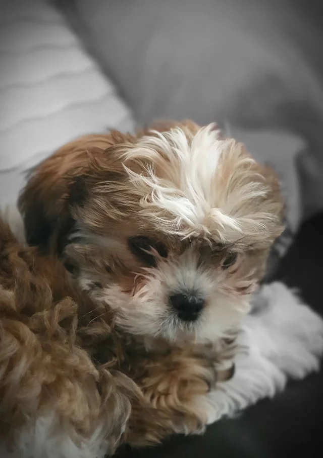 Vermietung Gite Ferienhäuser Haustiere erlaubt Kleiner, freundlicher Hund